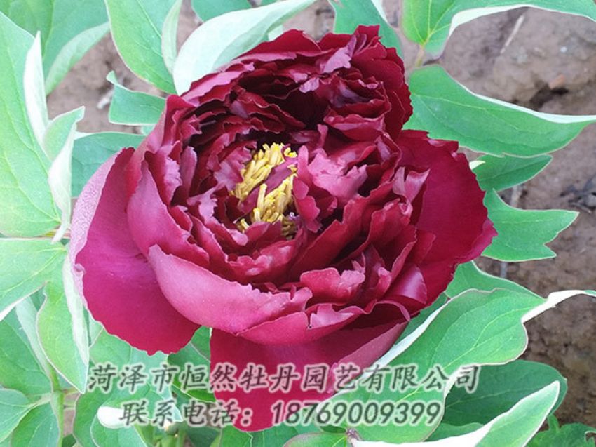 点击查看详细信息<br>标题：黑色牡丹 阅读次数：1165