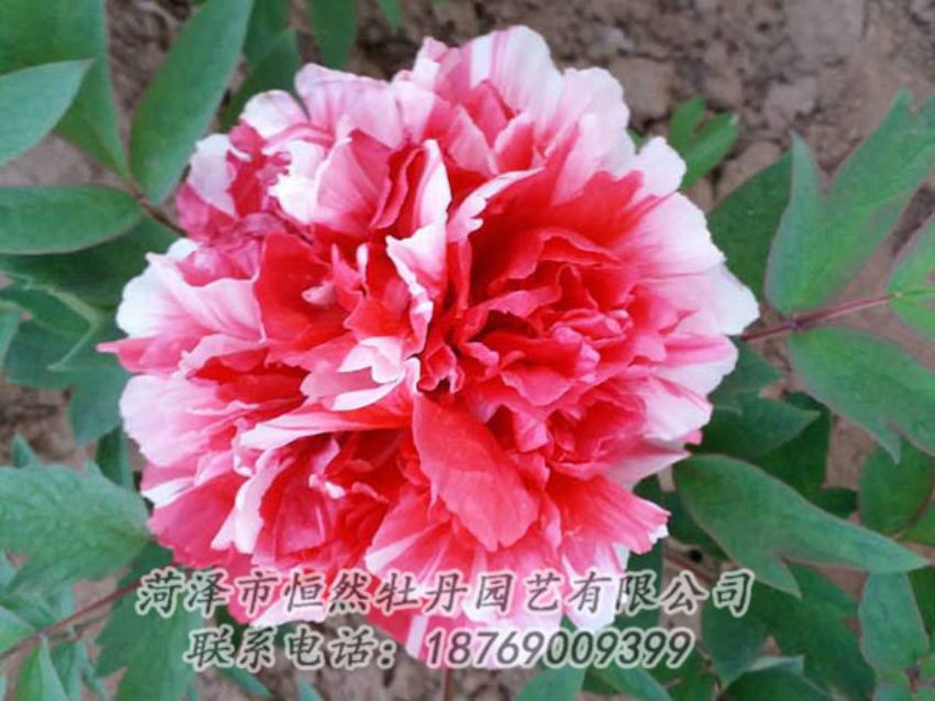 点击查看详细信息<br>标题：复色牡丹 阅读次数：1187
