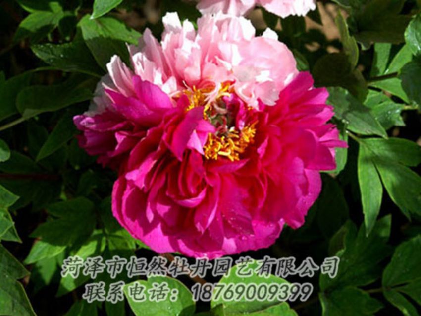 点击查看详细信息<br>标题：复色牡丹 阅读次数：1136