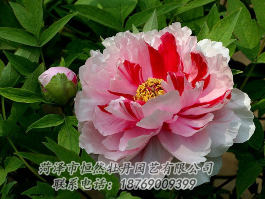 点击查看详细信息<br>标题：复色牡丹 阅读次数：1975