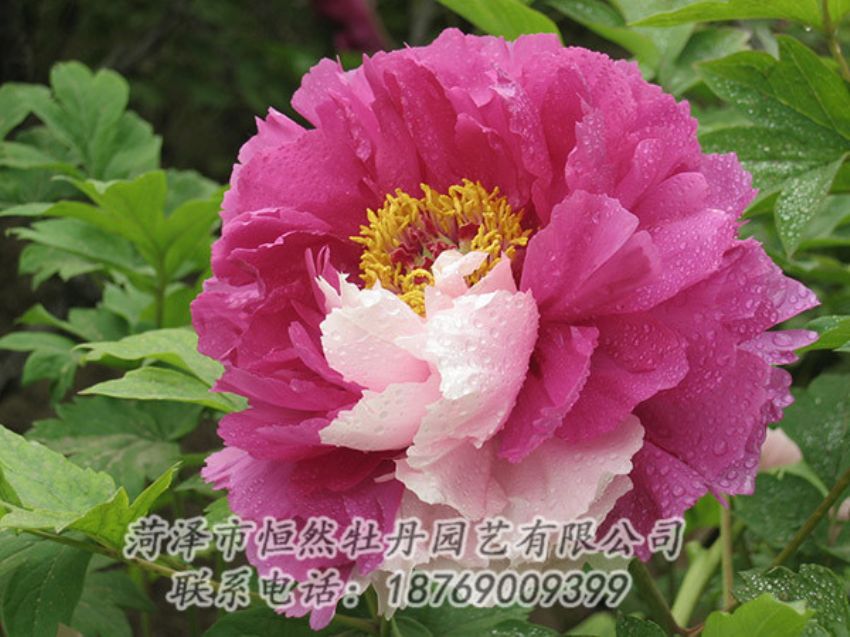 点击查看详细信息<br>标题：复色牡丹 阅读次数：1224