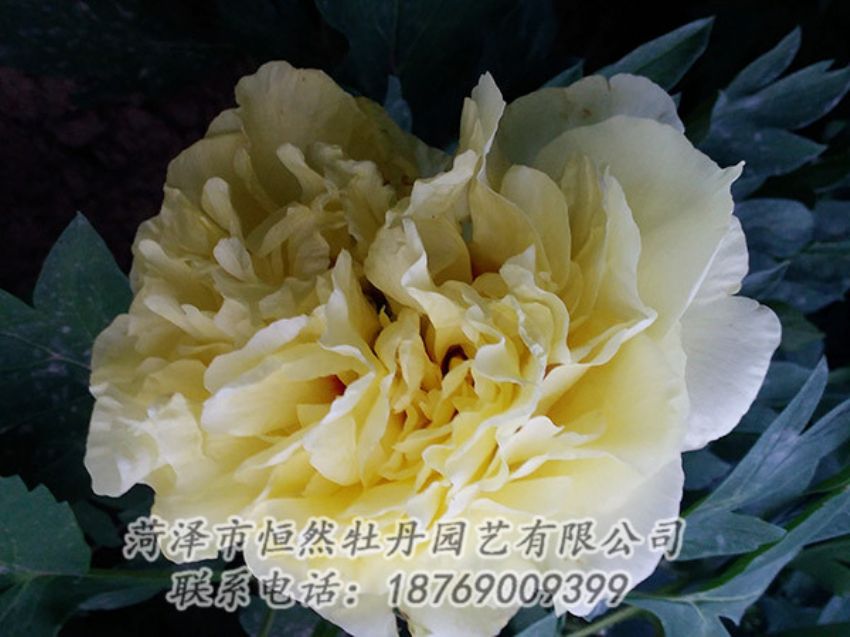 点击查看详细信息<br>标题：黄色牡丹 阅读次数：1155