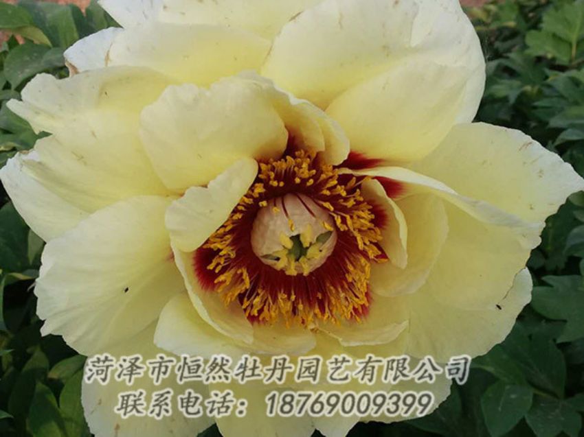 点击查看详细信息<br>标题：黄色牡丹 阅读次数：1169
