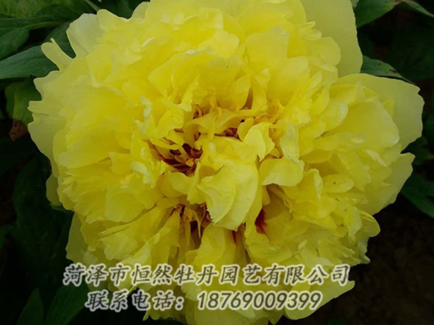 点击查看详细信息<br>标题：黄色牡丹 阅读次数：1181