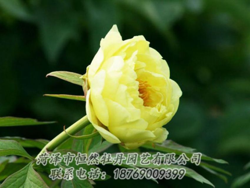 点击查看详细信息<br>标题：黄色牡丹 阅读次数：1910