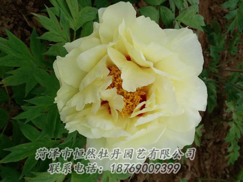 点击查看详细信息<br>标题：黄色牡丹 阅读次数：1881
