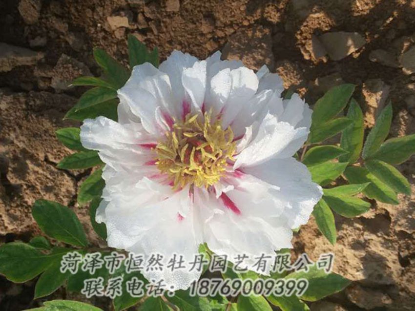 点击查看详细信息<br>标题：白色牡丹 阅读次数：1231