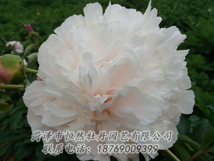点击查看详细信息<br>标题：白色牡丹 阅读次数：1183
