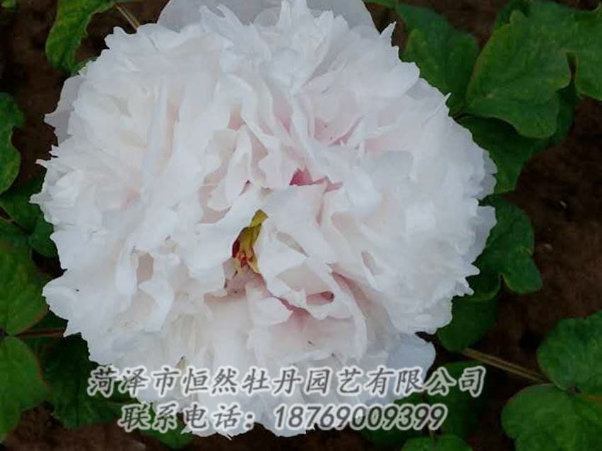 点击查看详细信息<br>标题：白色牡丹 阅读次数：1959