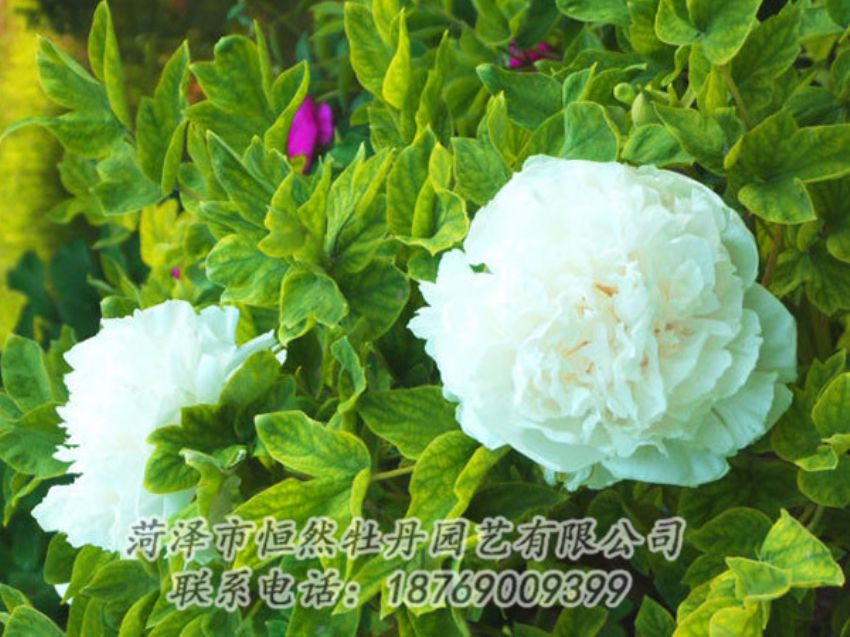 点击查看详细信息<br>标题：白色牡丹 阅读次数：1155