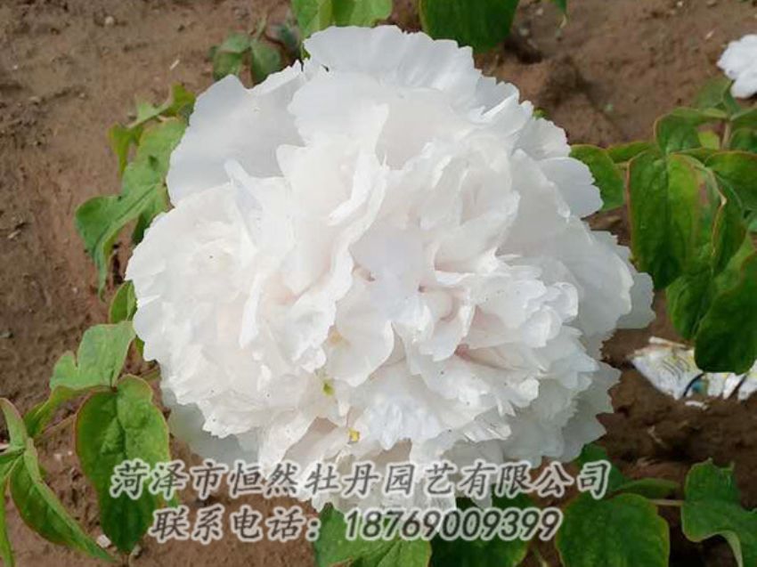 点击查看详细信息<br>标题：白色牡丹 阅读次数：1013