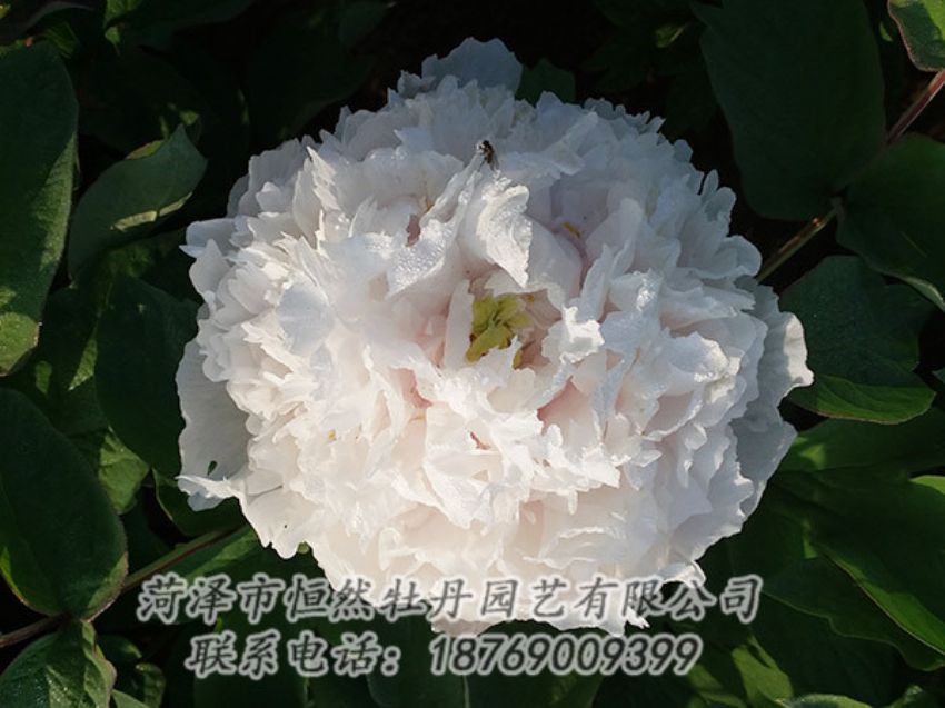 点击查看详细信息<br>标题：白色牡丹 阅读次数：1174