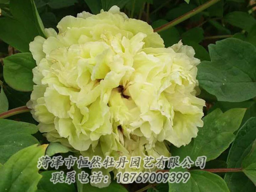 点击查看详细信息<br>标题：绿色 阅读次数：1094
