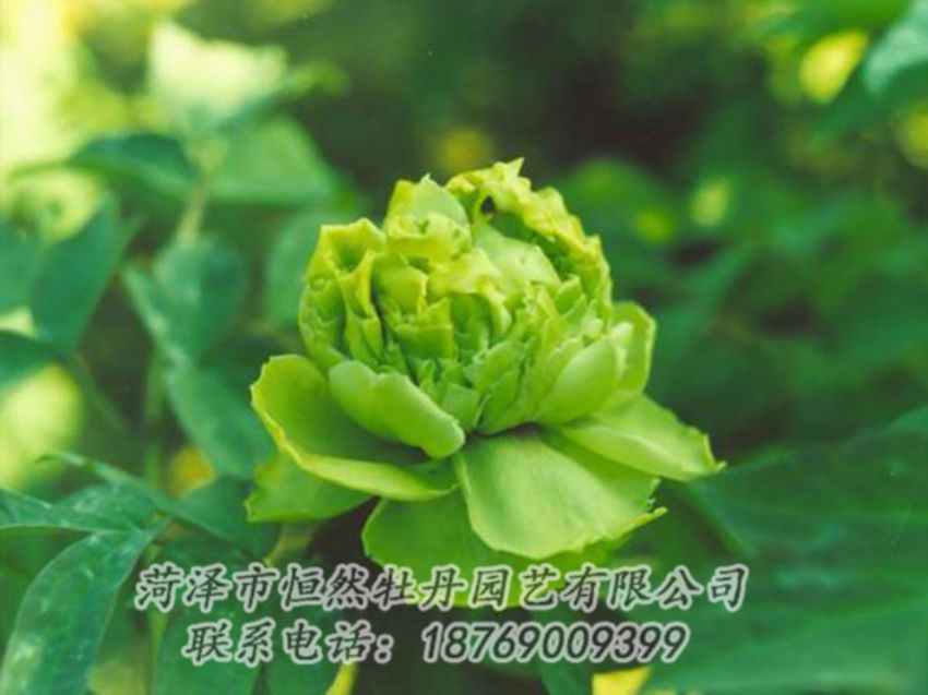 点击查看详细信息<br>标题：绿色牡丹 阅读次数：1219