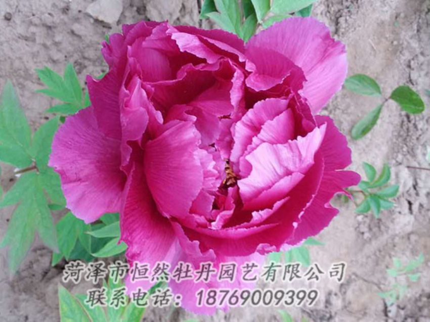点击查看详细信息<br>标题：紫色牡丹 阅读次数：1064