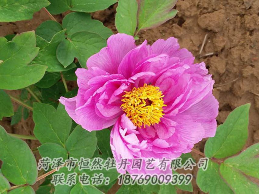 点击查看详细信息<br>标题：紫色牡丹 阅读次数：1155