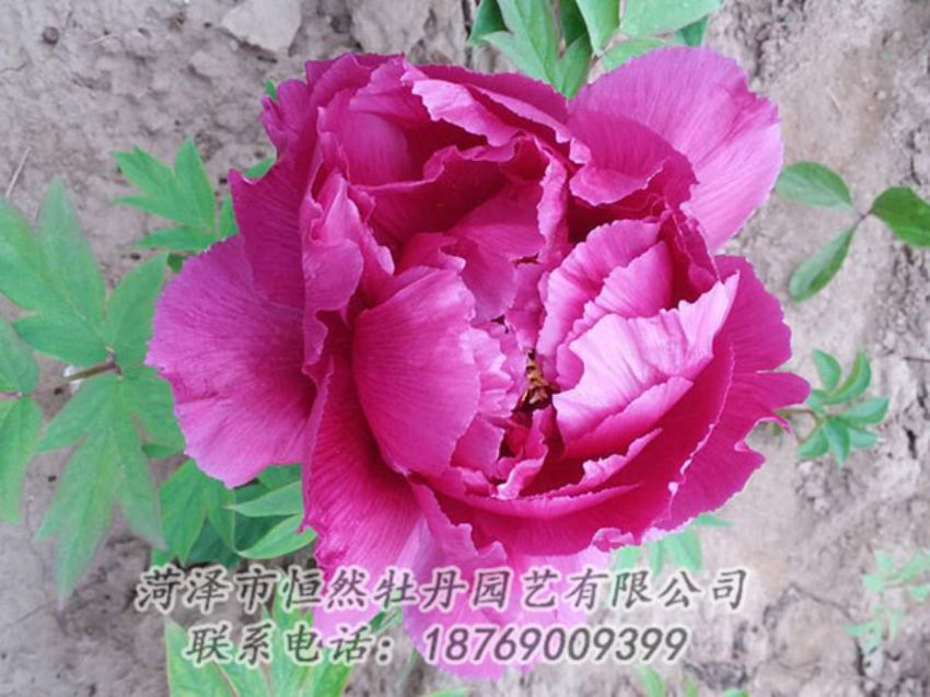 点击查看详细信息<br>标题：紫色牡丹 阅读次数：1133