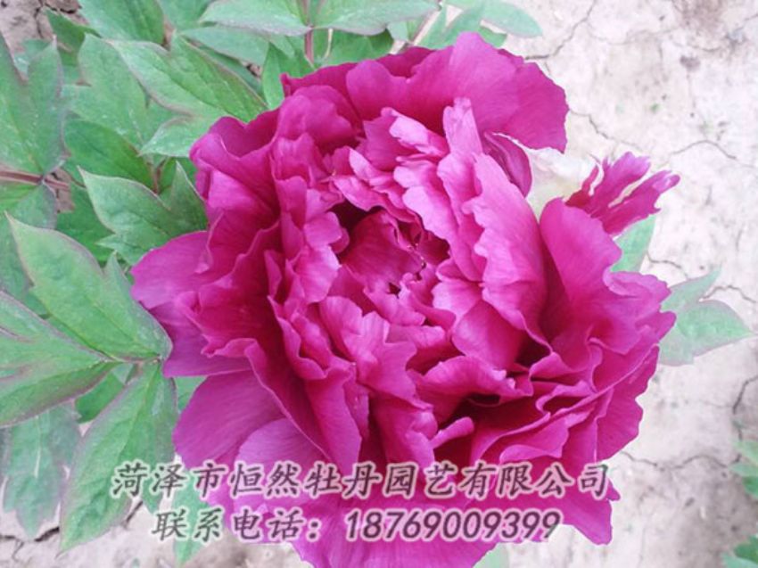 点击查看详细信息<br>标题：紫色牡丹 阅读次数：1255