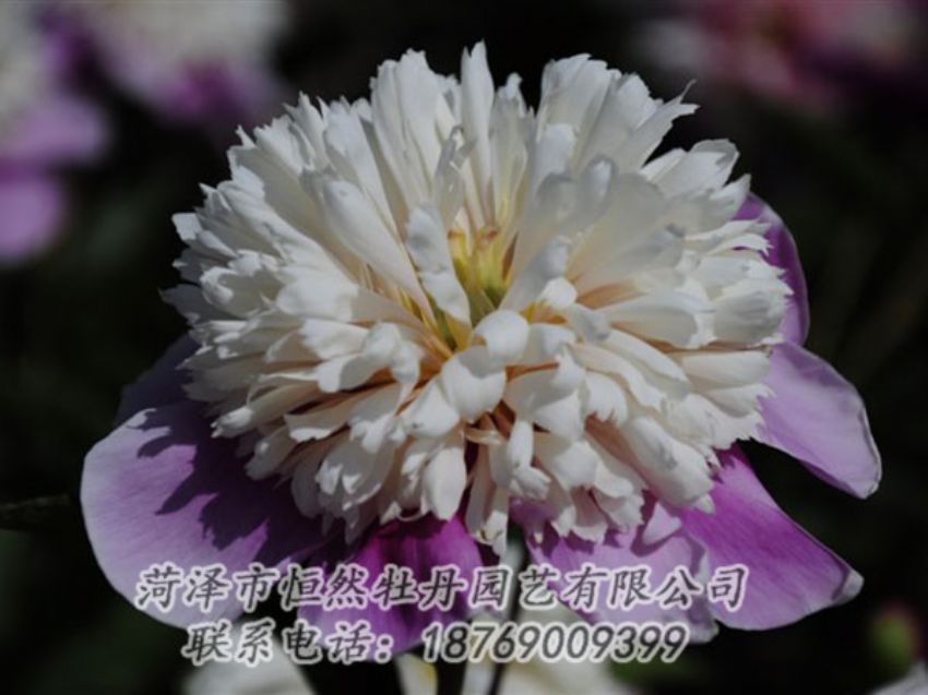 点击查看详细信息<br>标题：复色芍药 阅读次数：1230
