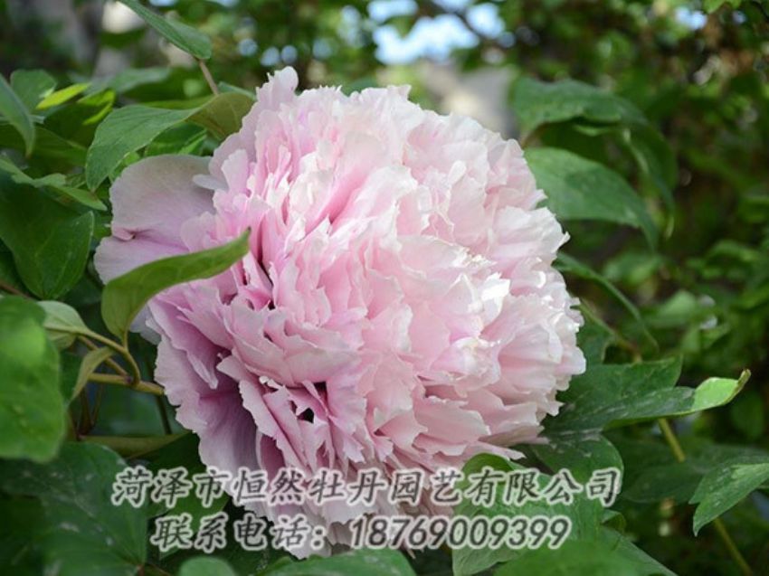 点击查看详细信息<br>标题：粉色牡丹 阅读次数：1978