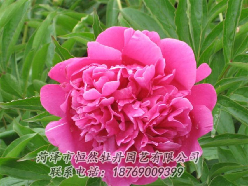 点击查看详细信息<br>标题：永生红 阅读次数：1055