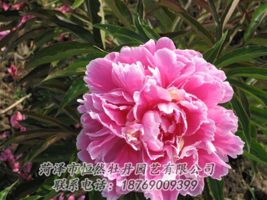 点击查看详细信息<br>标题：西施红妆 阅读次数：1056