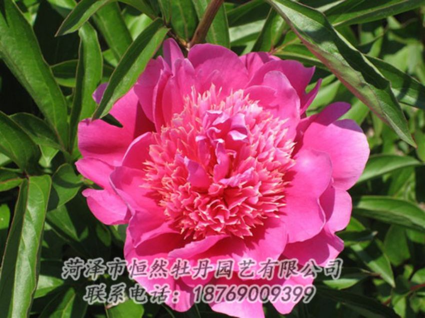 点击查看详细信息<br>标题：红绣球 阅读次数：1037
