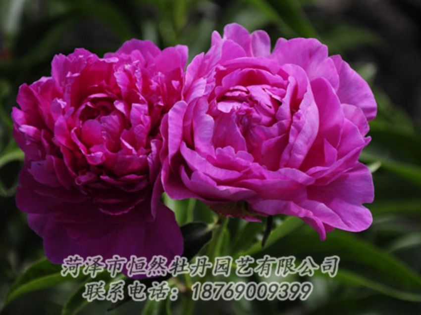 点击查看详细信息<br>标题：红玫瑰 阅读次数：986