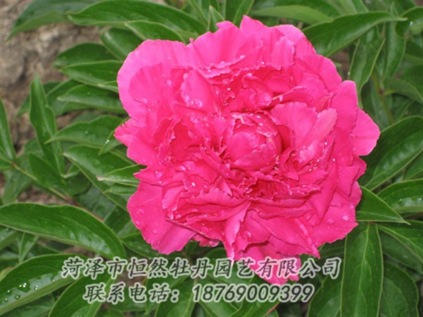 点击查看详细信息<br>标题：红冠芳 阅读次数：1063