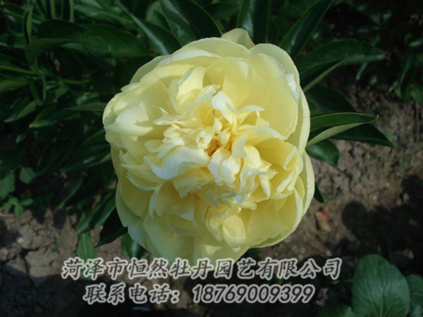 点击查看详细信息<br>标题：黄色芍药 阅读次数：1265