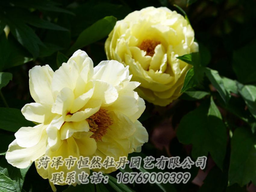 点击查看详细信息<br>标题：黄色芍药 阅读次数：1195