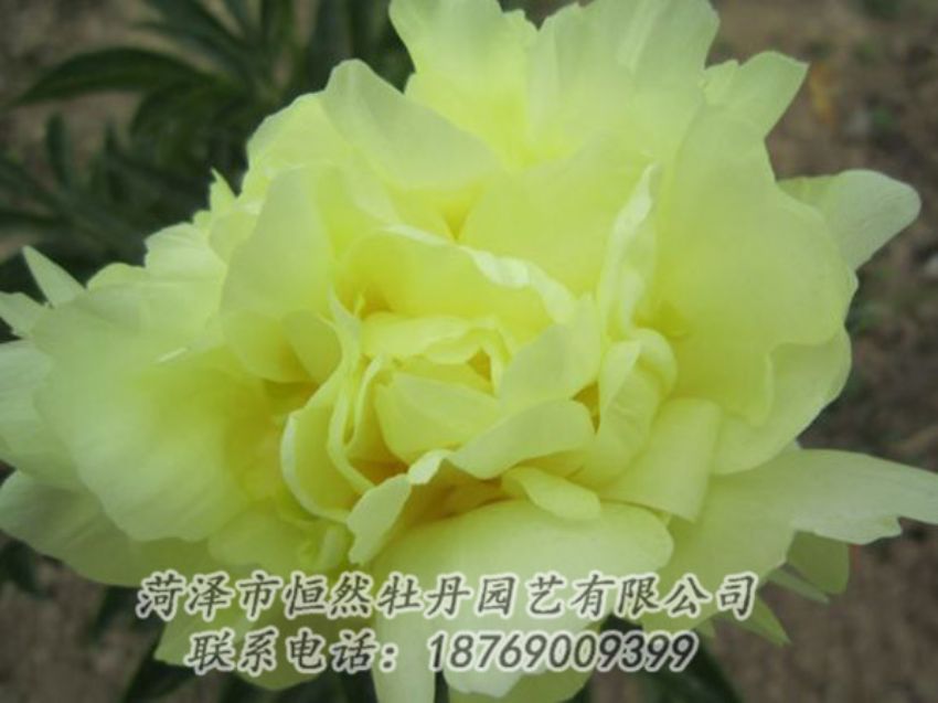 点击查看详细信息<br>标题：黄色芍药 阅读次数：1216