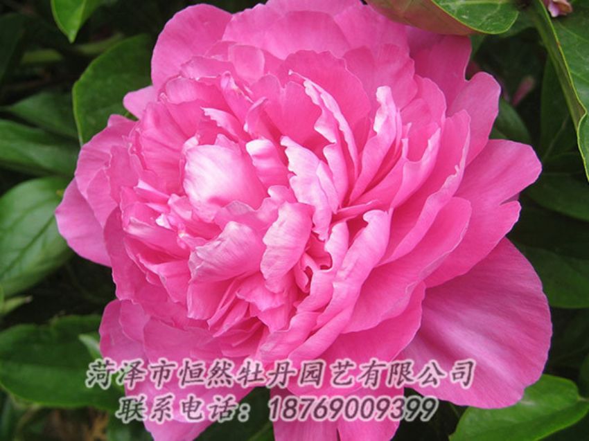 点击查看详细信息<br>标题：红色芍药 阅读次数：1077