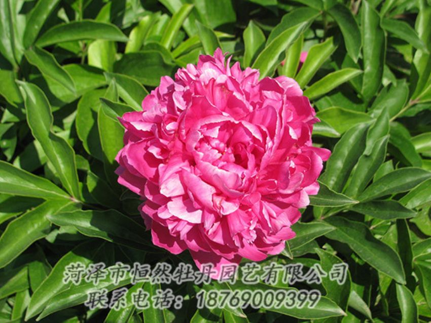 点击查看详细信息 br>标题:红色芍药 阅读次数:297