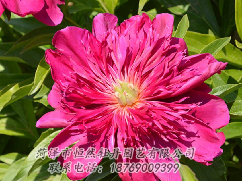 点击查看详细信息<br>标题：红色芍药 阅读次数：1104