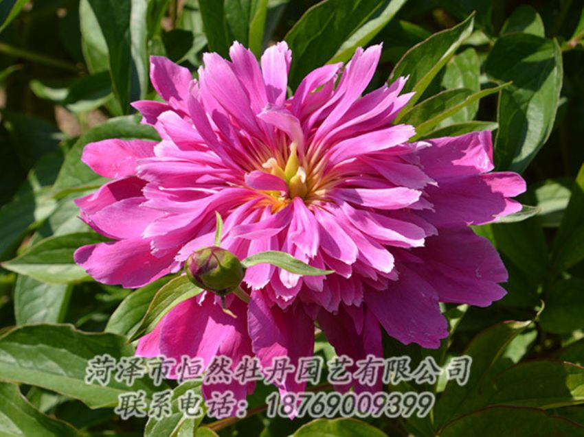 点击查看详细信息<br>标题：红色芍药 阅读次数：1138