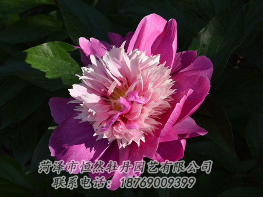 点击查看详细信息<br>标题：红色芍药 阅读次数：1227
