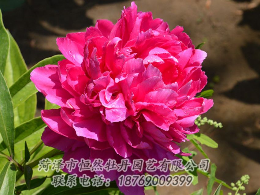 点击查看详细信息<br>标题：红色芍药 阅读次数：1119