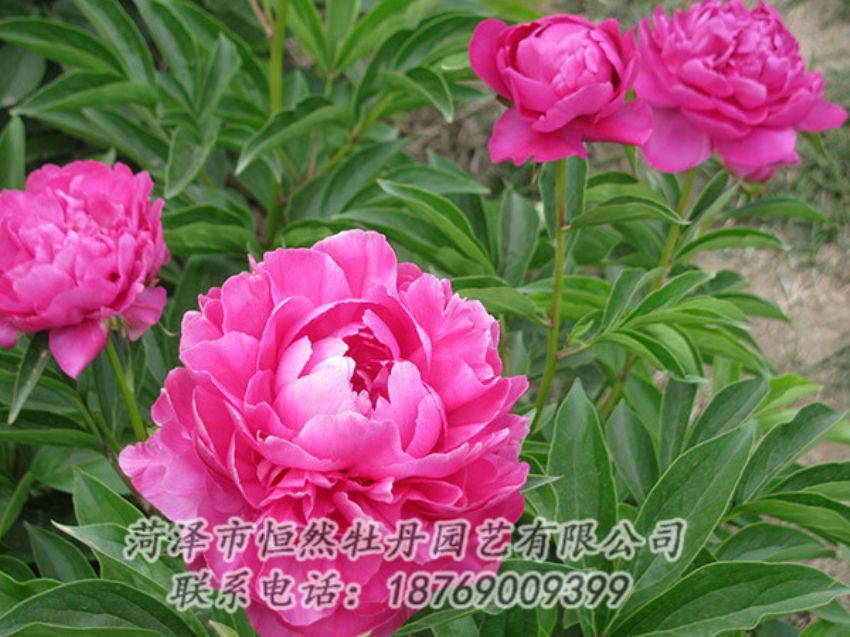 点击查看详细信息<br>标题：红色芍药 阅读次数：1144