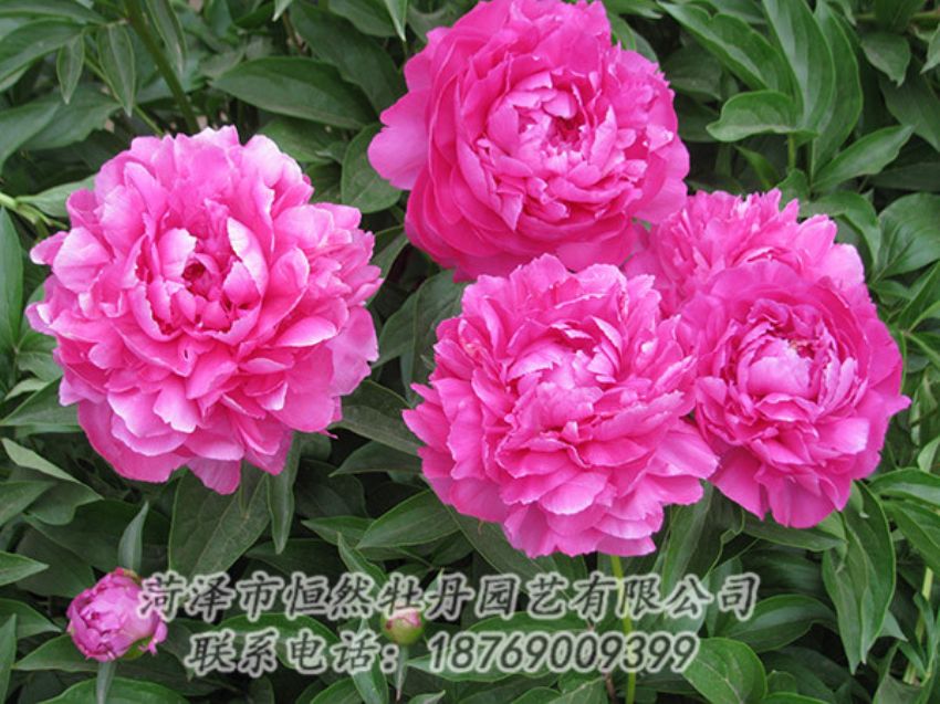 点击查看详细信息<br>标题：红色芍药 阅读次数：1163