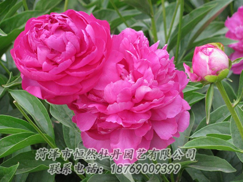 点击查看详细信息<br>标题：红色芍药 阅读次数：1159
