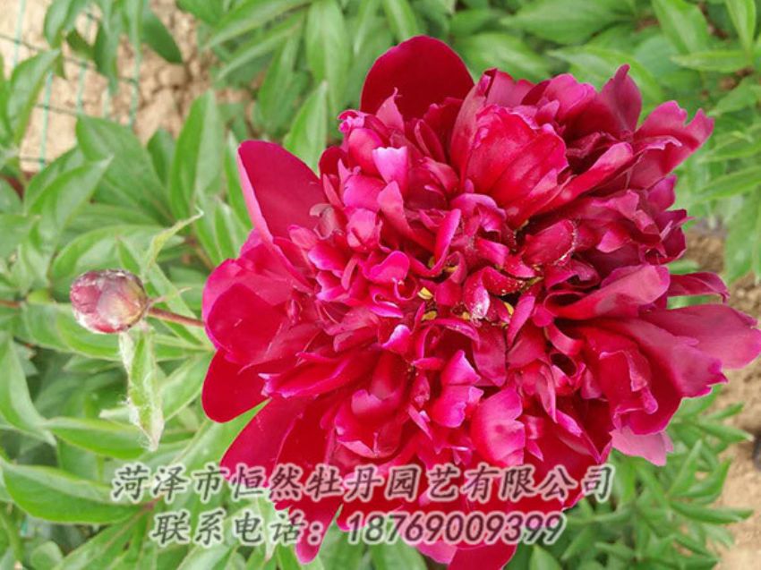 点击查看详细信息<br>标题：红色芍药 阅读次数：1165