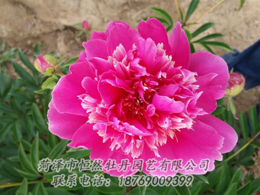 点击查看详细信息<br>标题：红色芍药 阅读次数：1197