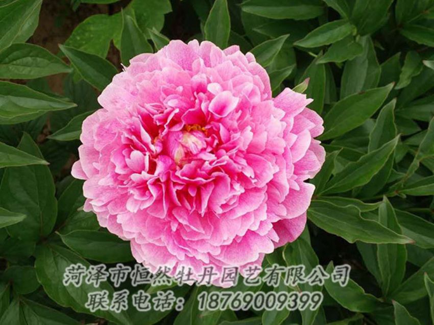 点击查看详细信息<br>标题：红色芍药 阅读次数：1199
