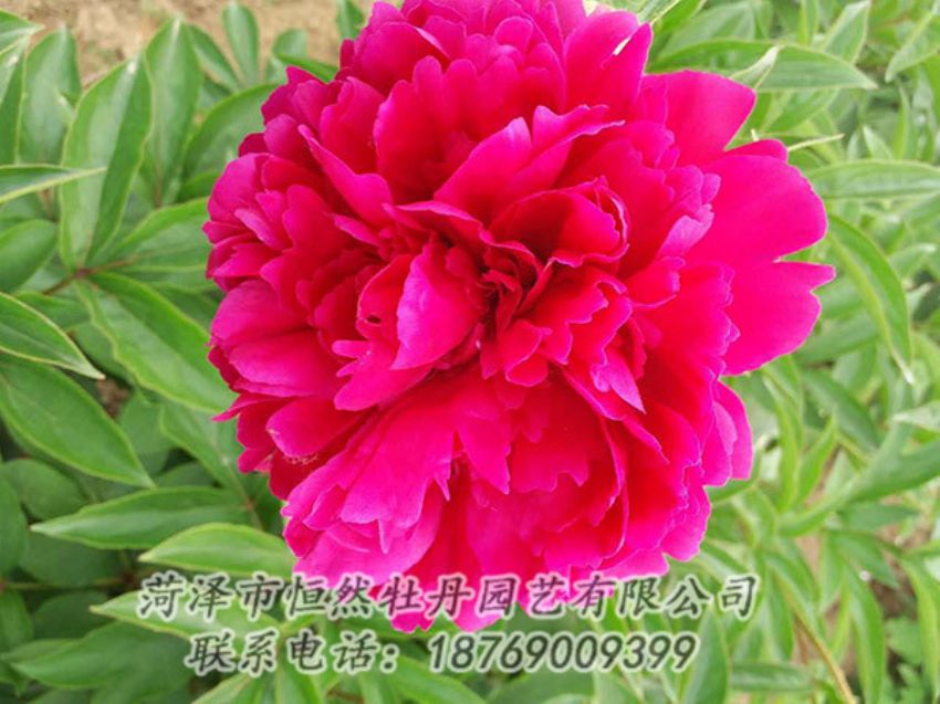 点击查看详细信息<br>标题：红色芍药 阅读次数：1241