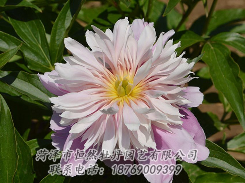 点击查看详细信息<br>标题：粉色芍药 阅读次数：1280