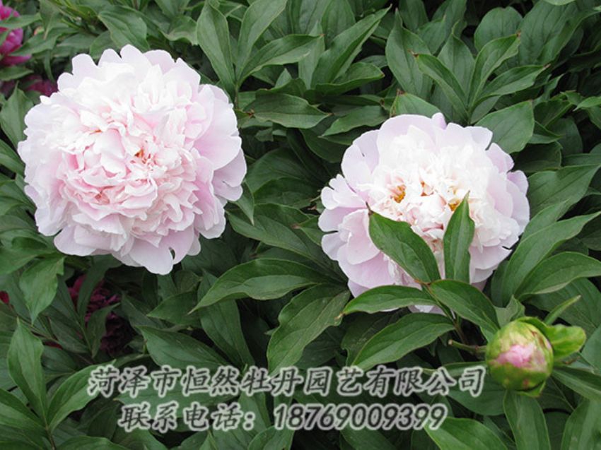 点击查看详细信息<br>标题：粉色芍药 阅读次数：1171