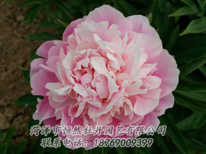 点击查看详细信息<br>标题：粉色芍药 阅读次数：1413