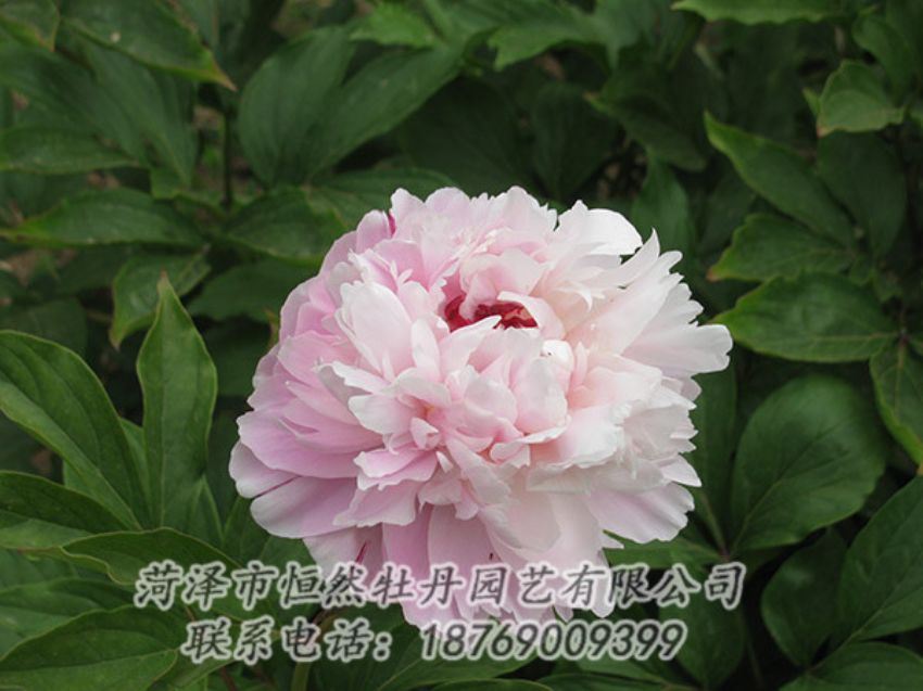 点击查看详细信息<br>标题：粉色芍药 阅读次数：1138