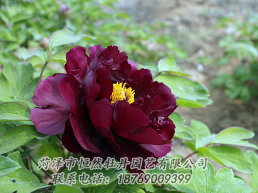 点击查看详细信息<br>标题：黑色牡丹 阅读次数：1144